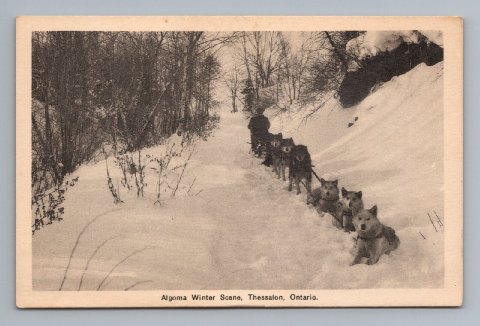 Dog Sled Algoma Winter Scene Thessalon Ontario Canada Vintage Postcard
