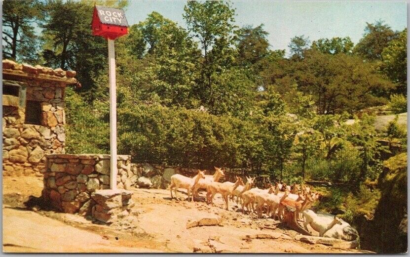 1950s Chattanooga / Lookout Mtn. Tenn. Postcard ROCK CITY GARDENS \