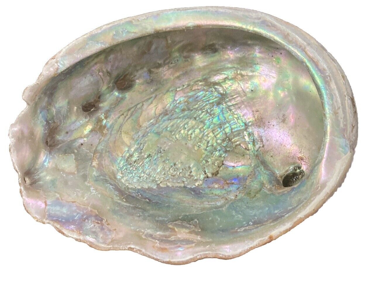 Large Vintage RED Abalone Shell for Crafts Jewlery Art Decor 7” X 5.75” # 8
