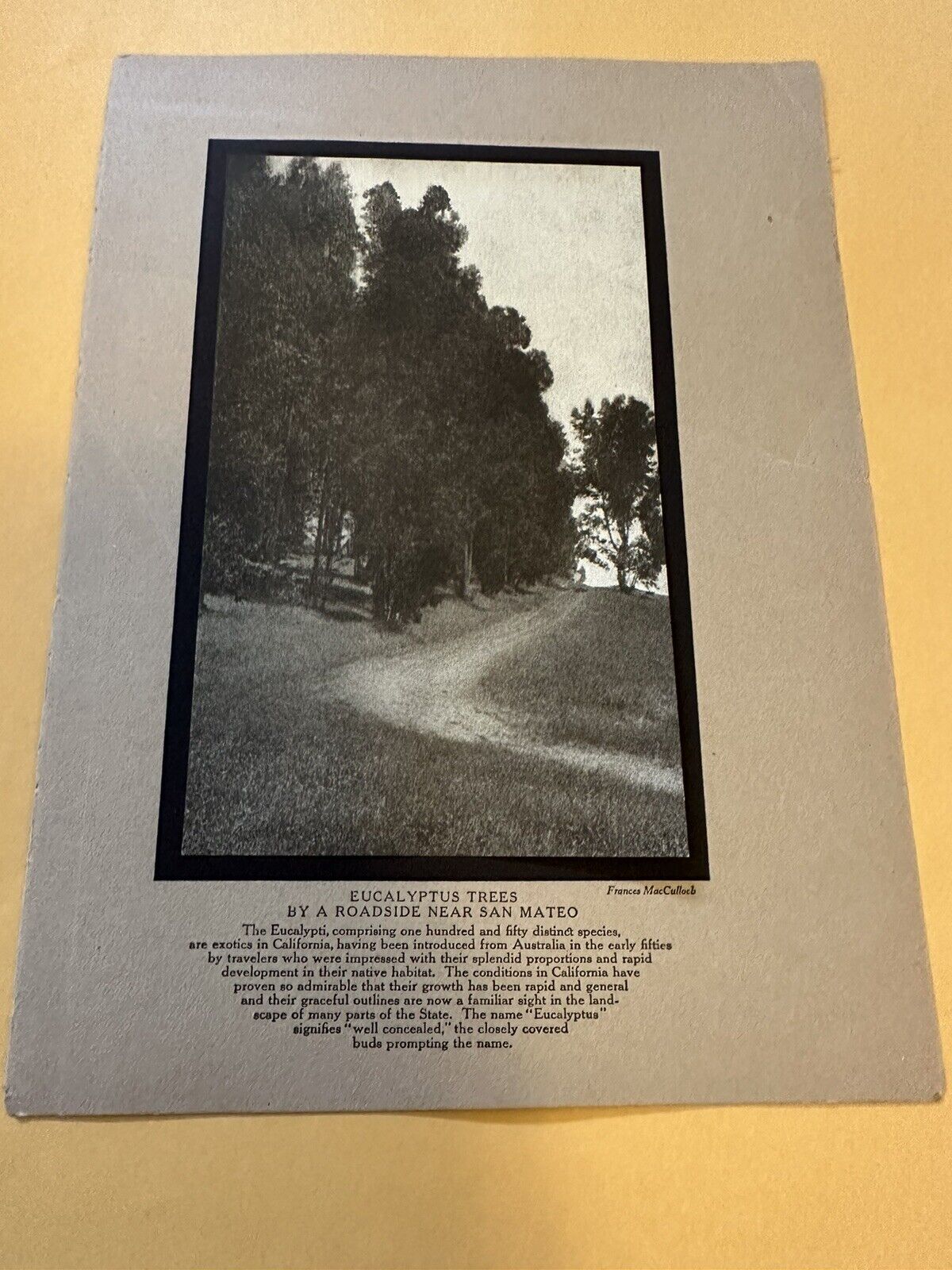 Photogravure Of San Mateo Eucalyptus Trees 1911