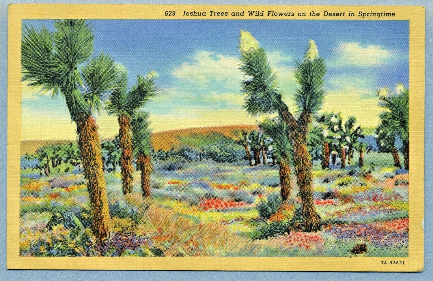 Postcard 1937 Joshua Trees & Wild Flowers Springtime California Desert. B-22