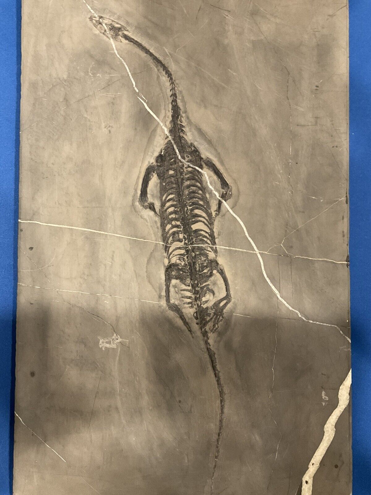 Juvenile Nothosaurus (Real Fossil)