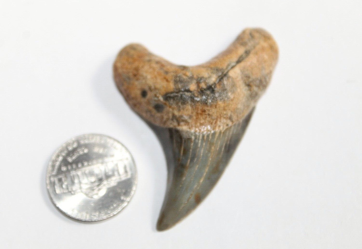 Benedini Shark Tooth Fossil Natural NO Repair 2.16\