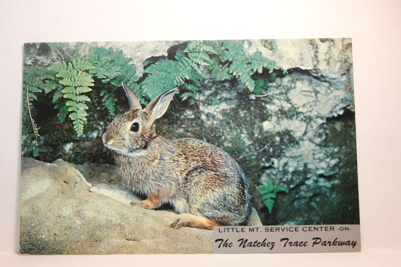 Postcard The Natchez Trace Parkway Little Mt. Cottontail Rabbit Alton IL U25