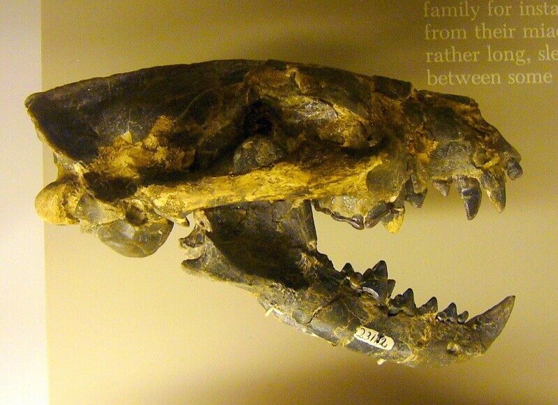 Mesocyon Skull Muzzle Fossil, Real Museum Specimen Replica