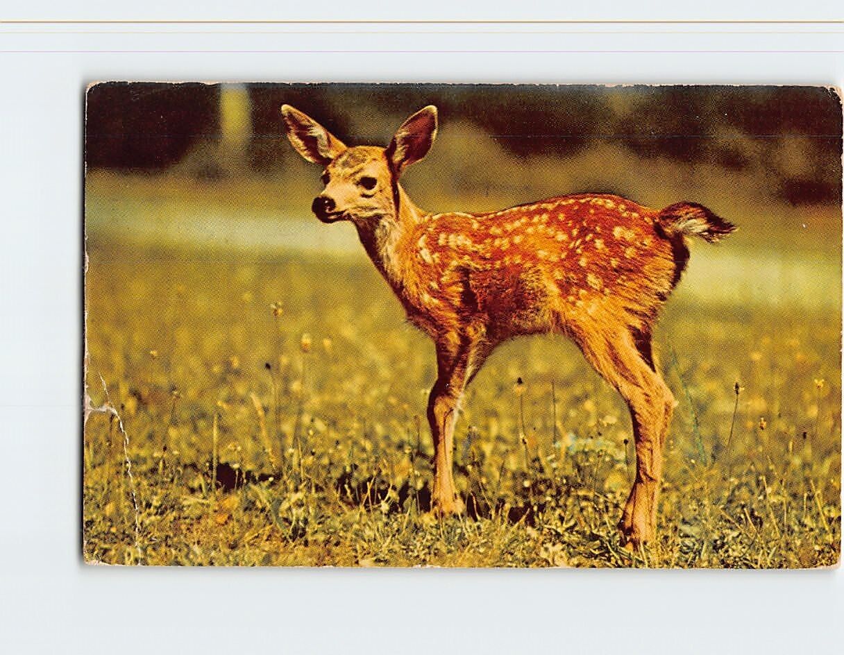 Postcard A Little Deer Sends Greetings