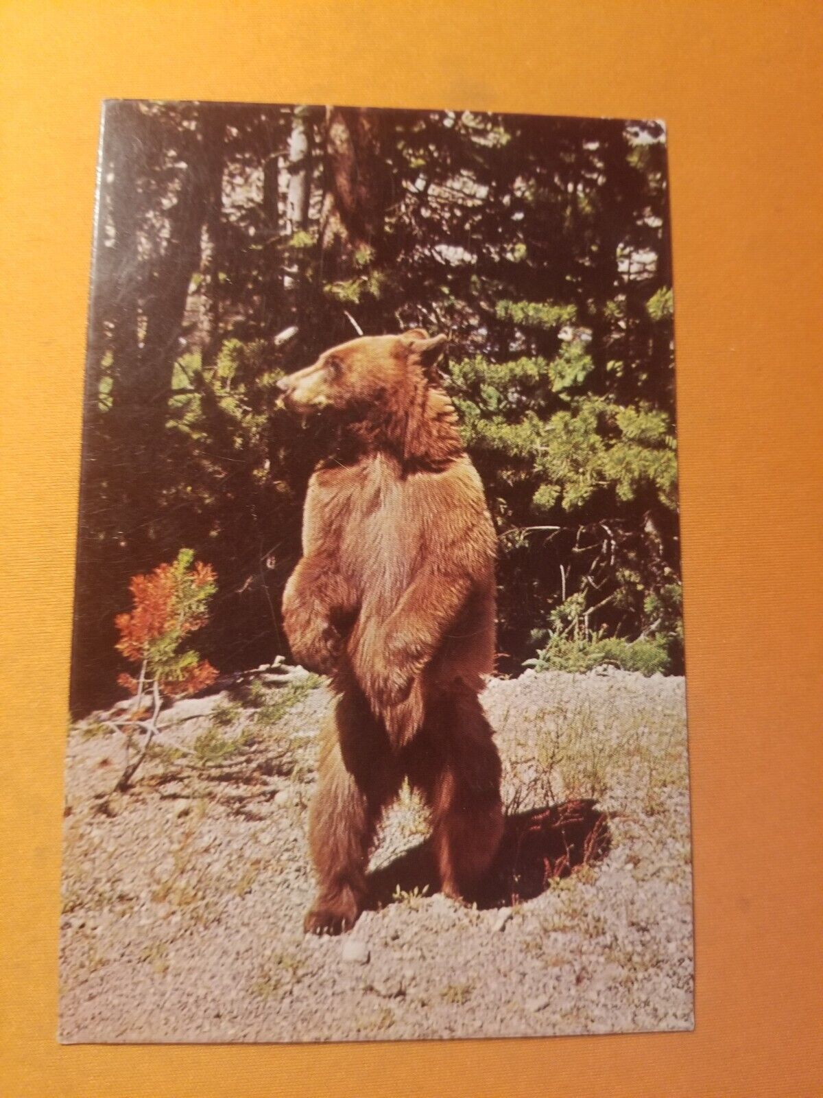 Black Bear Cub  Vintage postcard