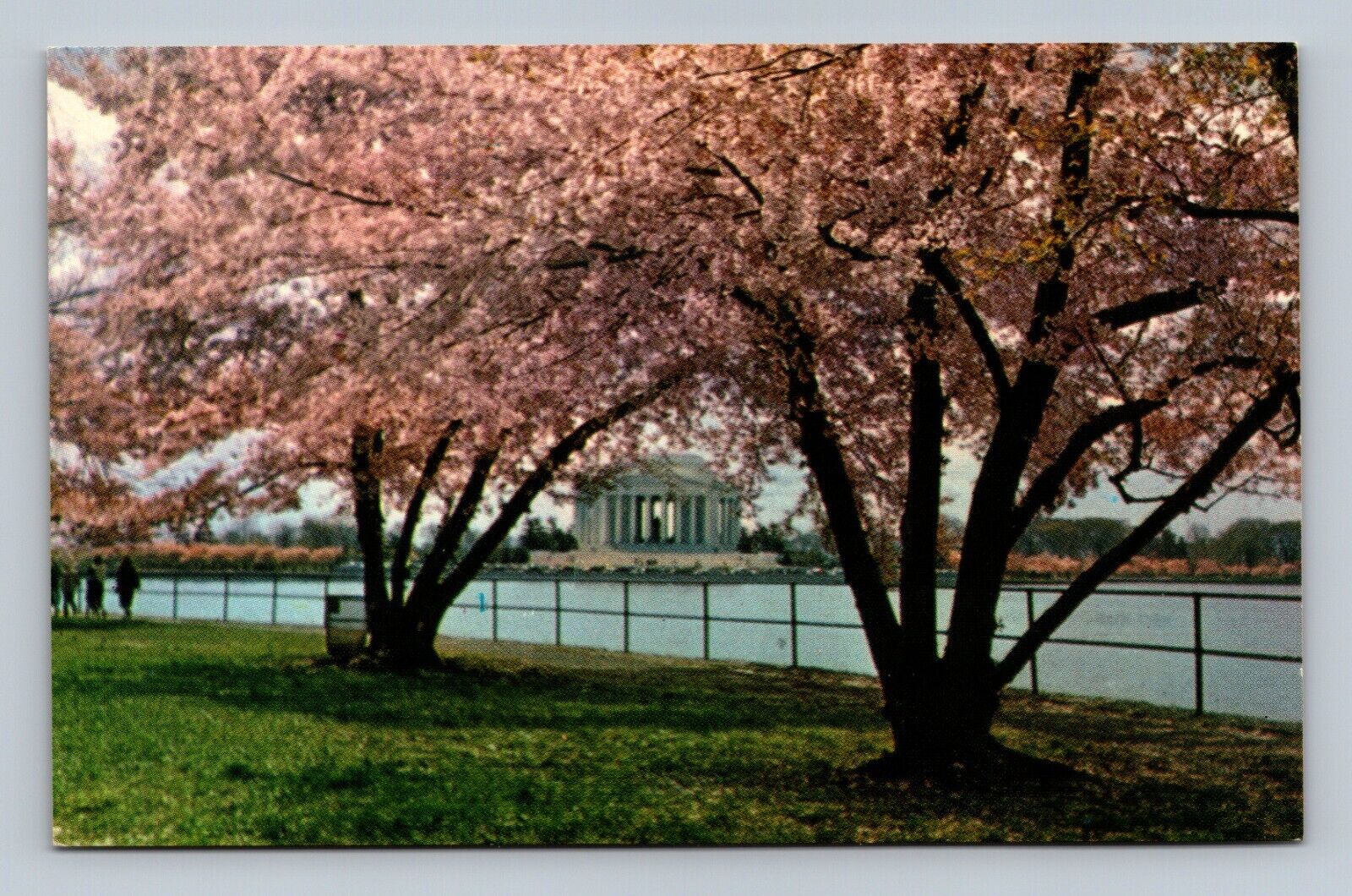 Postcard Jefferson Memorial Appears cherry trees Chrome