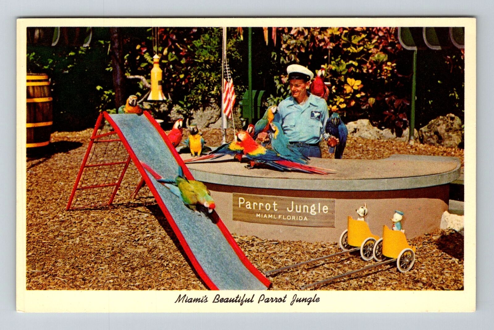 Miami FL-Florida, Parrot Jungle, Parrot Circus, Vintage Postcard
