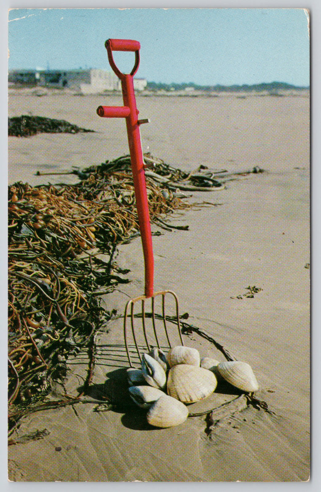 Postcard Pismo Beach, California, Clam Digging, Rake, Clams 1955 A590