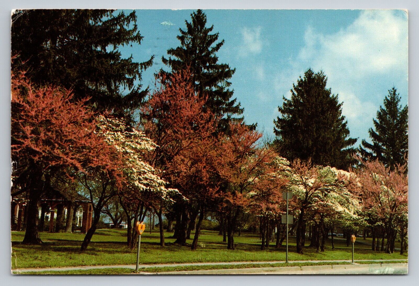 Dogwood And Redbud At Berea College Campus Kentucky Posted 1994 Postcard