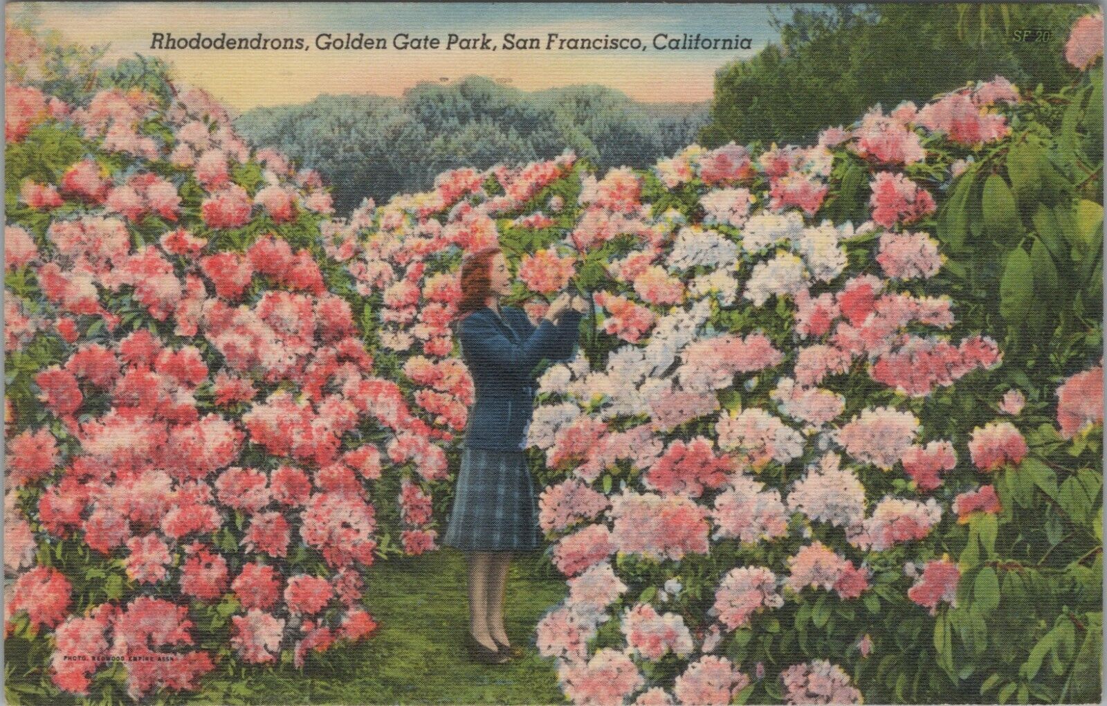 Rhododendrons Golden Gate Park San Francisco California c1950s linen D146