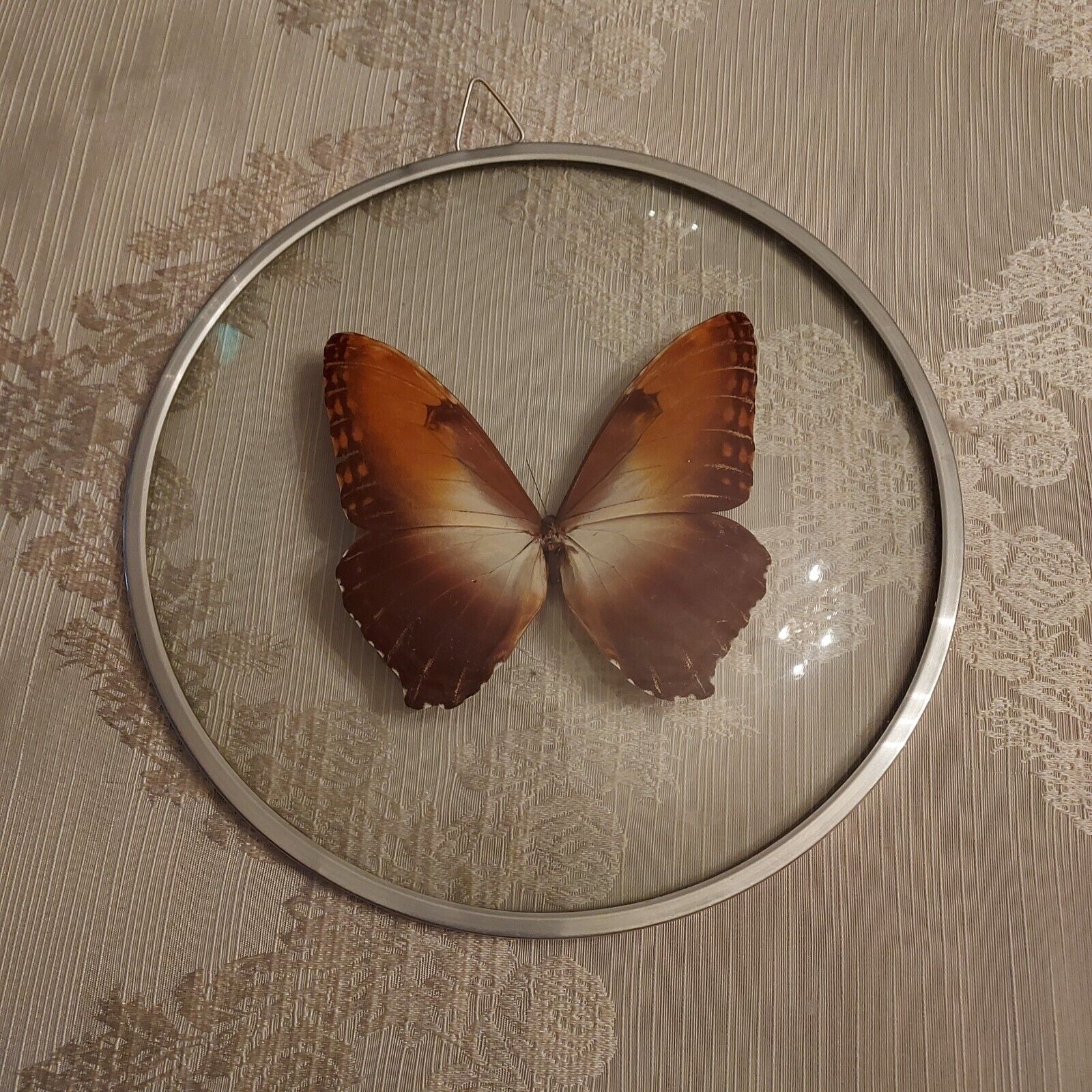 Vintage Real Butterfly Bubble Domed Clear Glass Round Wall Frame BEAUTIFUL