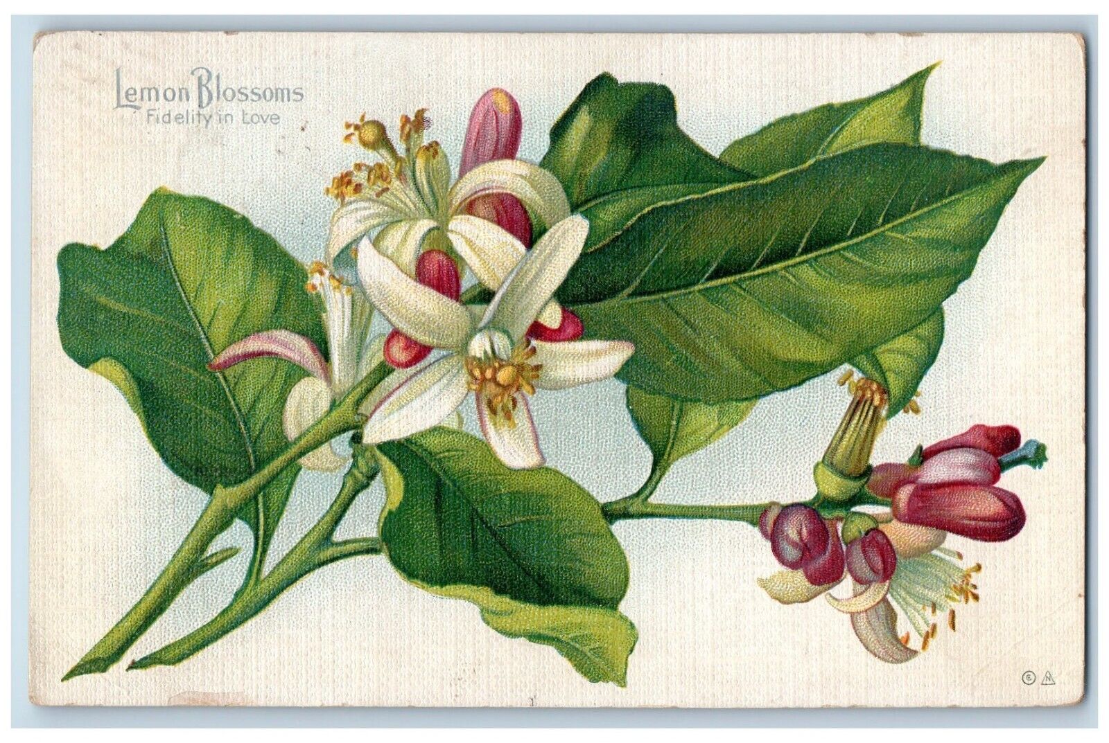 Language Of Flowers Romance Postcard Lemon Blossoms Fidelity In Love Bluffton OH