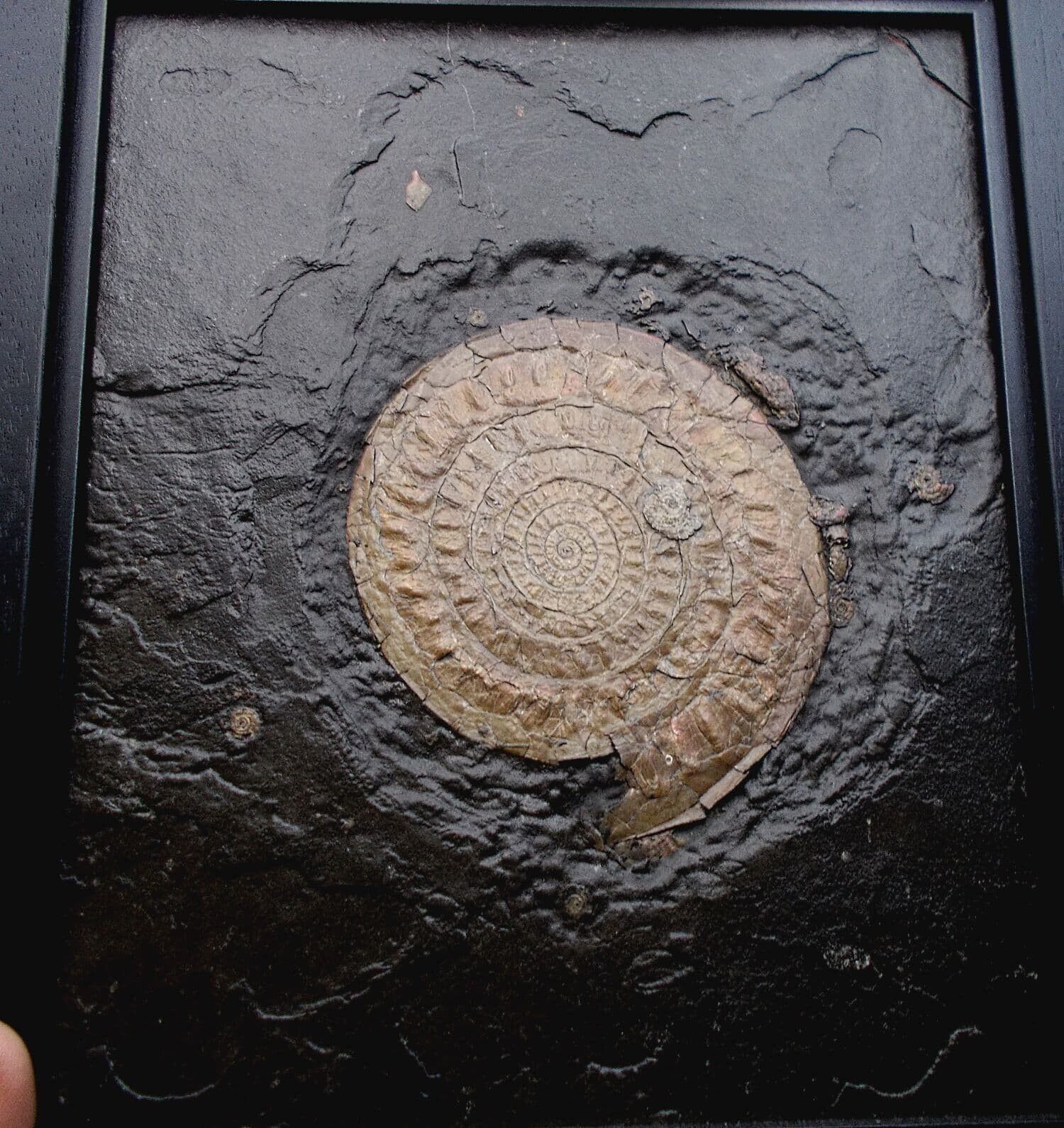 Caloceras johnstoni Framed Fossil Ammonite in shale from Somerset, UK, Jurassic