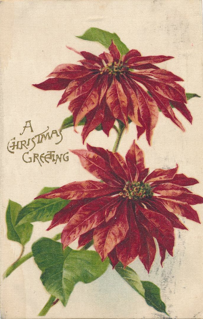 CHRISTMAS - Silk Covered Poinsettias A Christmas Greeting Postcard - 1910