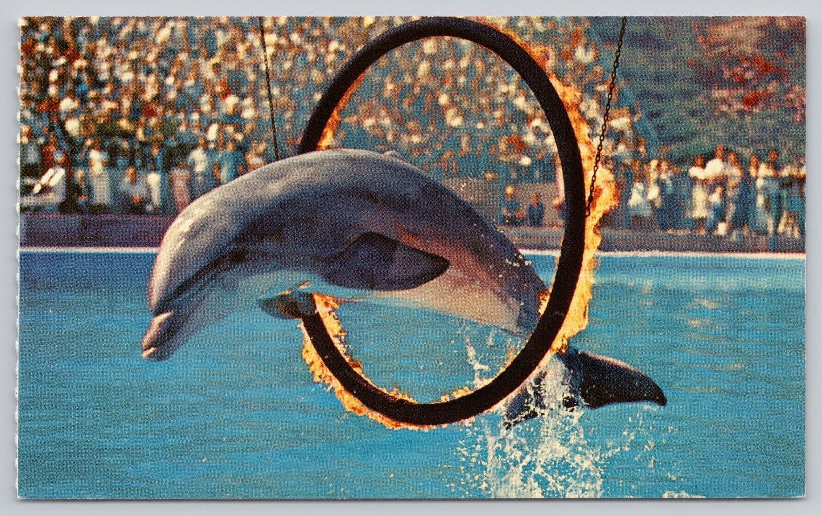 Palos Verdes CA, Marineland of the Pacific Dolphin Flaming Hoop Vintage Postcard