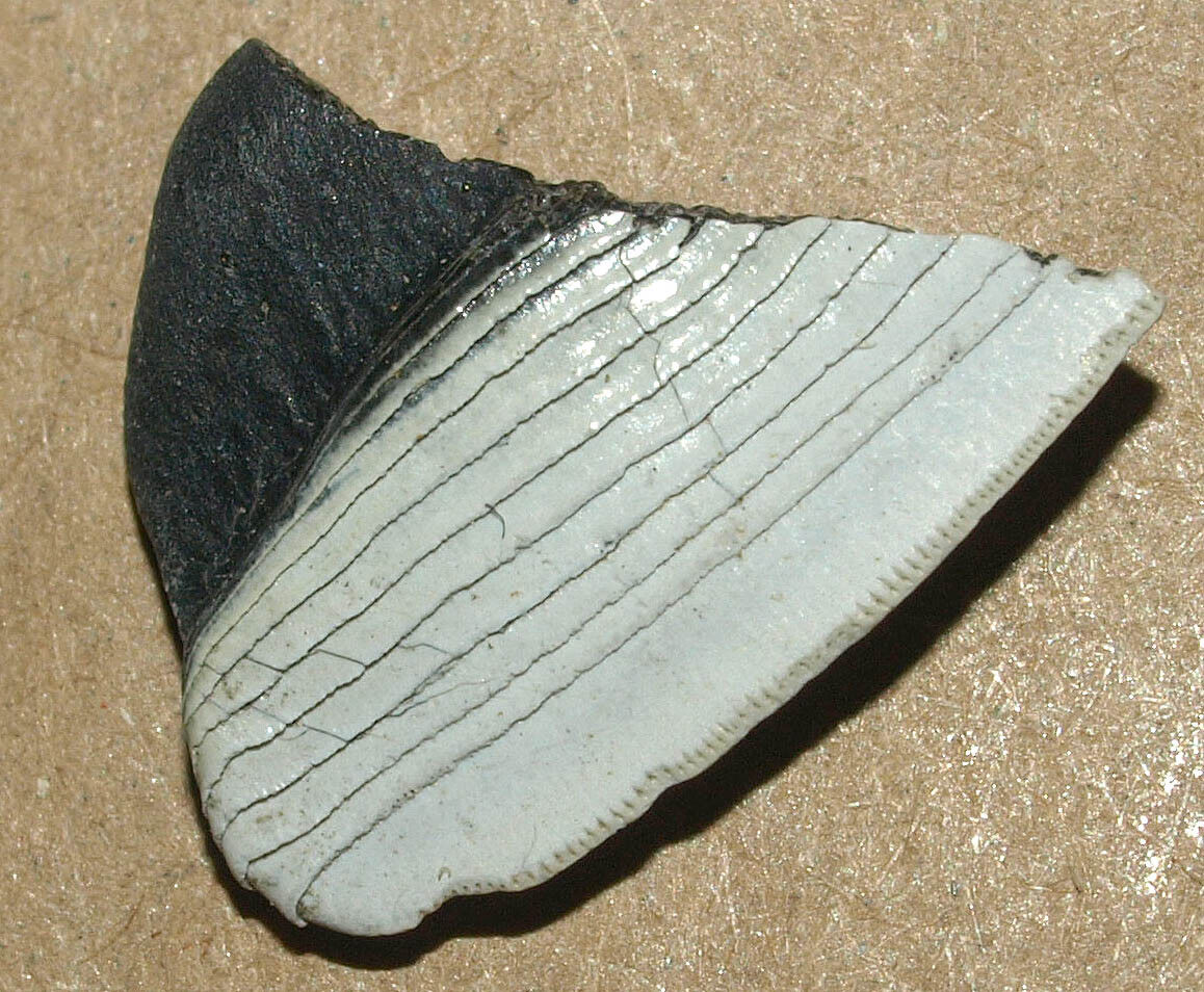 Tooth of Caboniferous SHARK, Petalodus ohioensis from Kaluga region, Russia