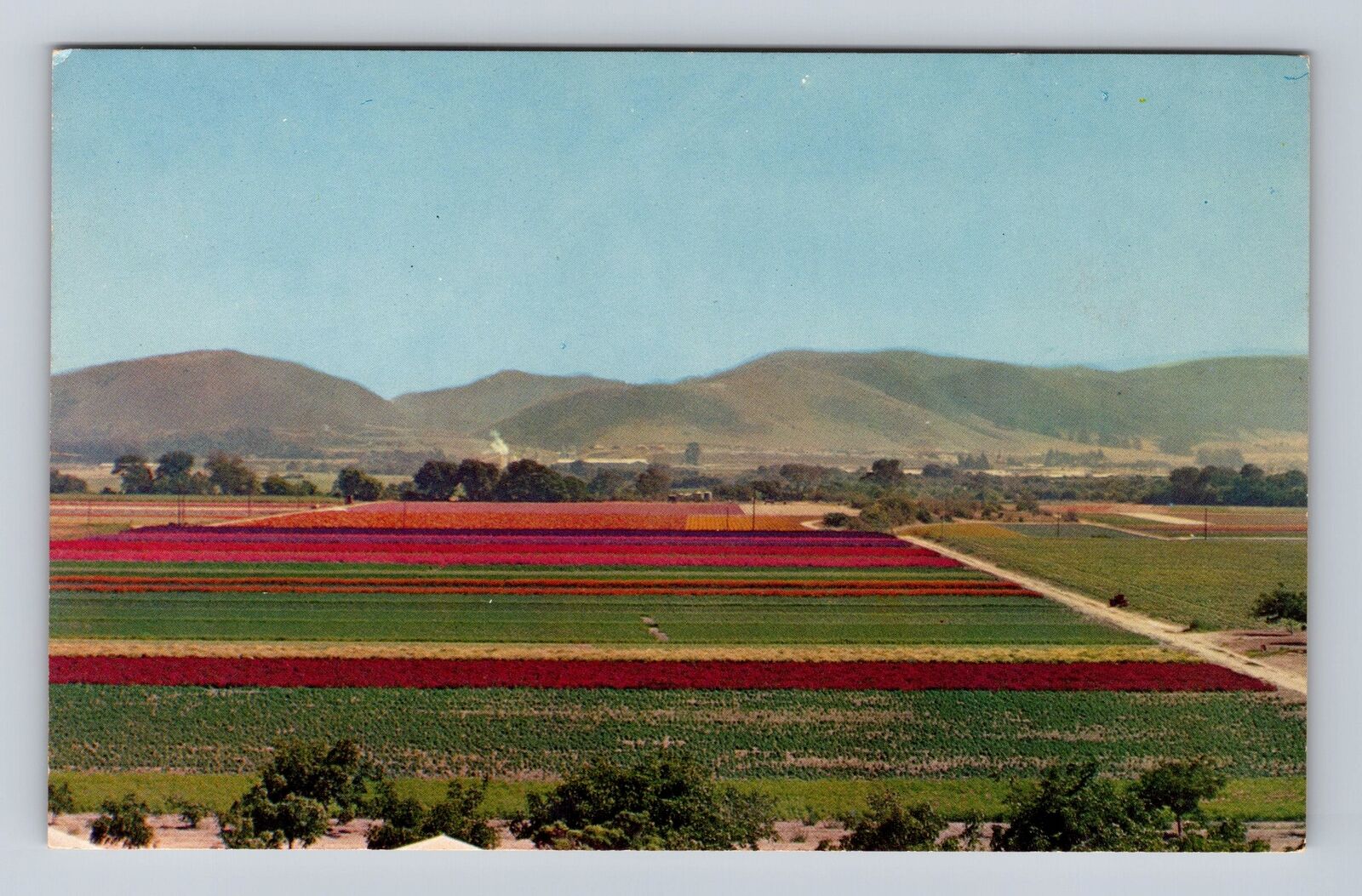 Lompoc CA-California, Fields of Flowers, Antique Vintage Souvenir Postcard
