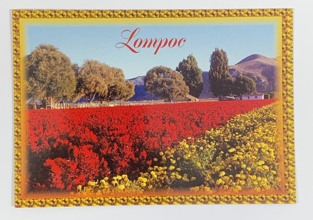 One of the many beautiful Flower Fields near Lompoc California Postcard Unposted