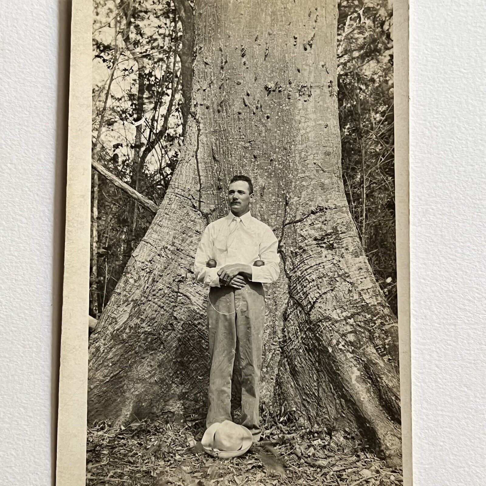 Antique RPPC Real Photograph Postcard Handsome Young Man Apples Big Tree Odd