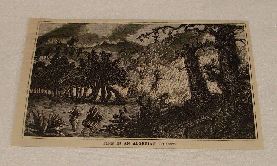 1876 magazine engraving ~ FIRE IN ALGERIAN FOREST