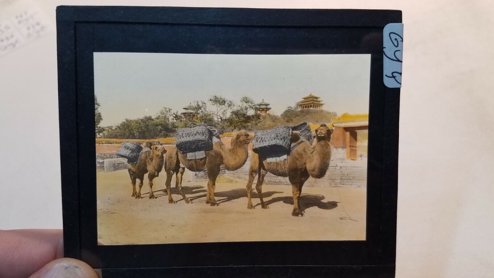 Colored Glass Magic Lantern Slide GYQ CHINA CHINESE CAMELS IN A ROW Ready work