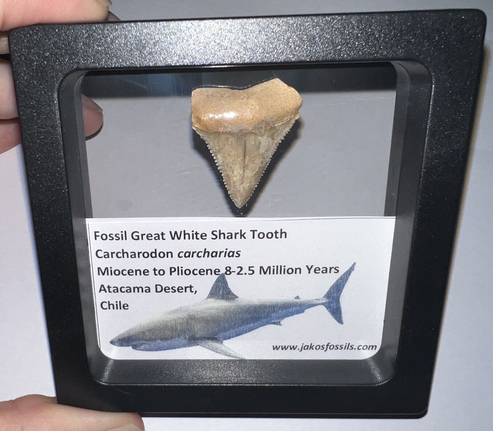 Framed Fossil CHILEAN GREAT WHITE SHARK TOOTH Lot Megalodon Era ONE PER ORDER