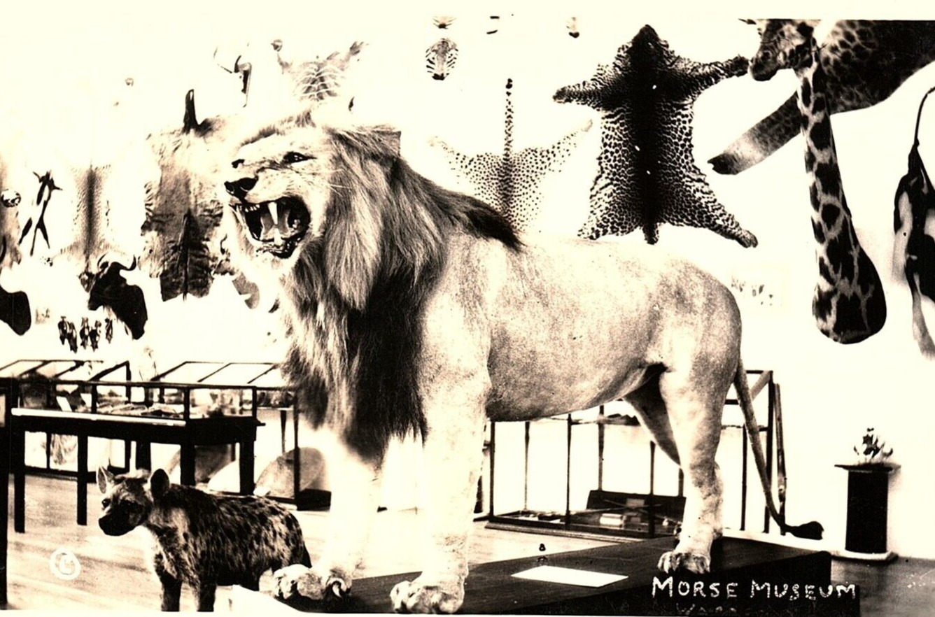 1930s WARREN NH MORSE MUSEUM SAFARI ANIMALS LIONS AFRICA RPPC POSTCARD P767