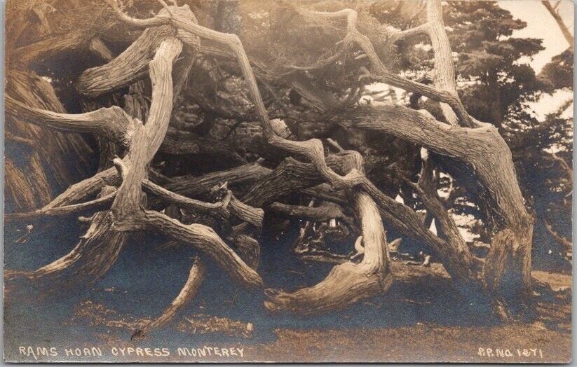 1910s Monterey, California RPPC Postcard RAM'S HORN CYPRESS Pillsbury Photo 1271