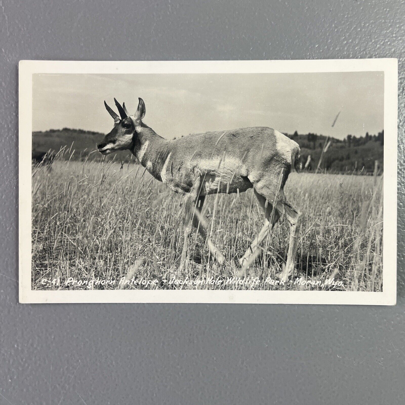 Pronghorn Antelope Jackson Hole Wildlife Park Moran real photo postcard