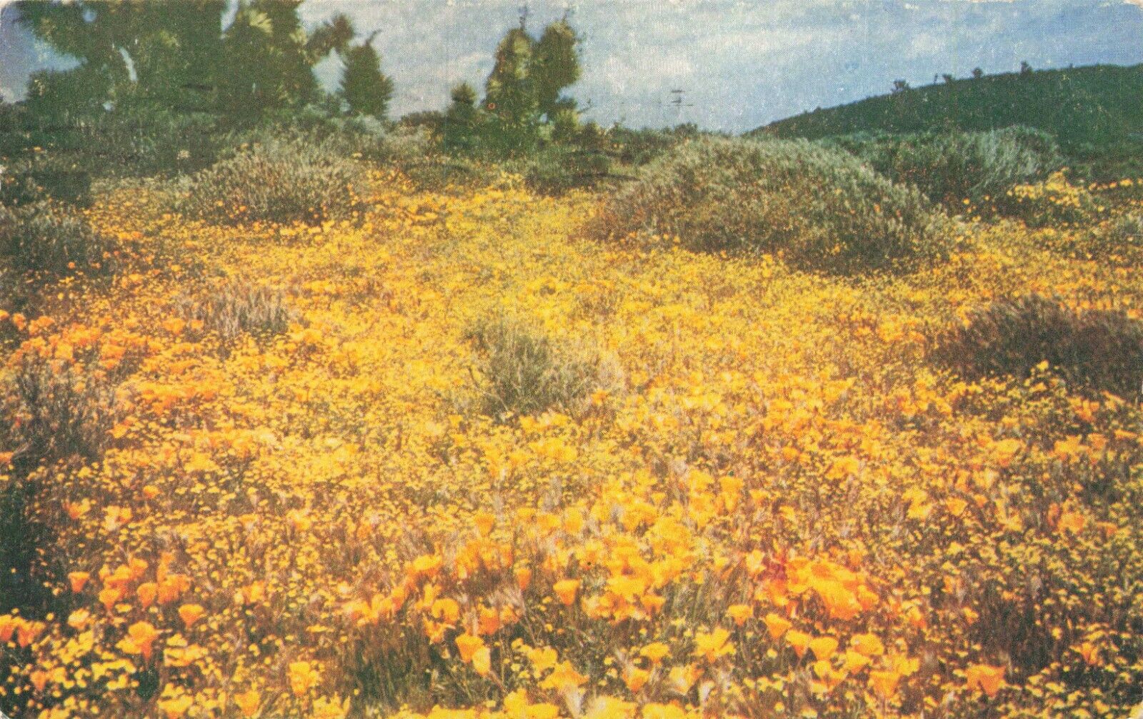 Postcard California Poppies Flowers Plants Hillside Spring Bloom
