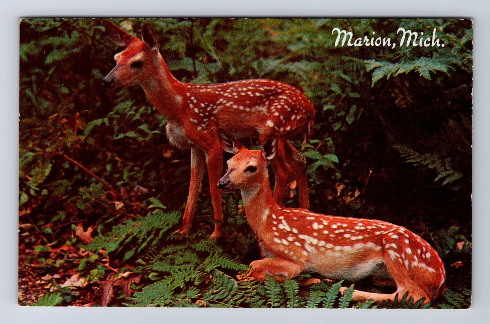Marion MI-Michigan, Twin Fawn, Antique, Vintage c1955 Postcard