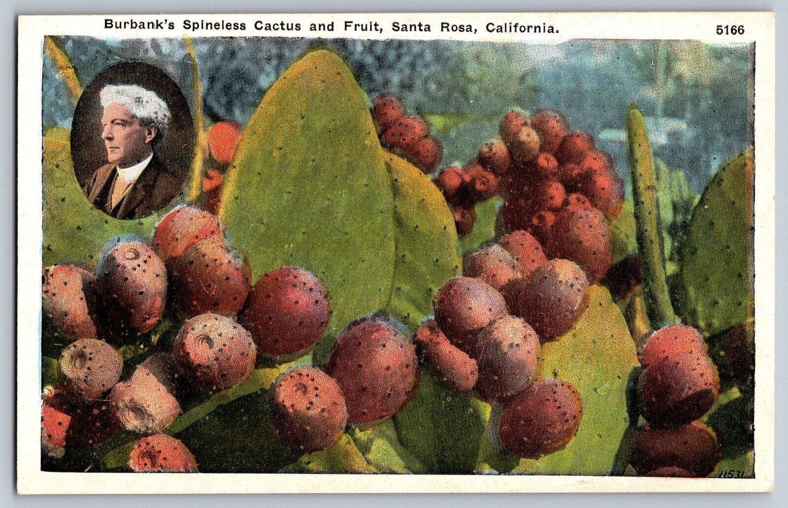 Santa Rosa, California CA - Burbank\'s Spineless & Fruits - Vintage Postcard