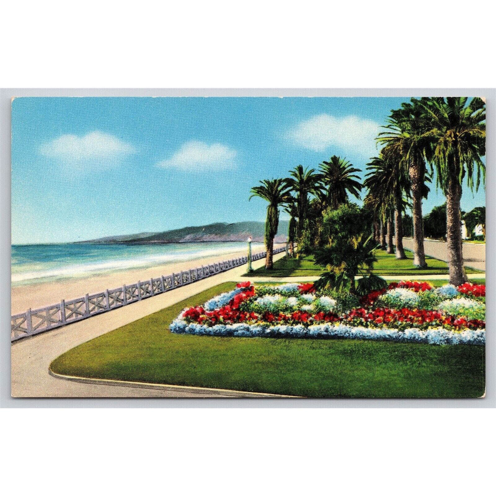 Postcard CA Santa Monica Palisades Park Palm Trees