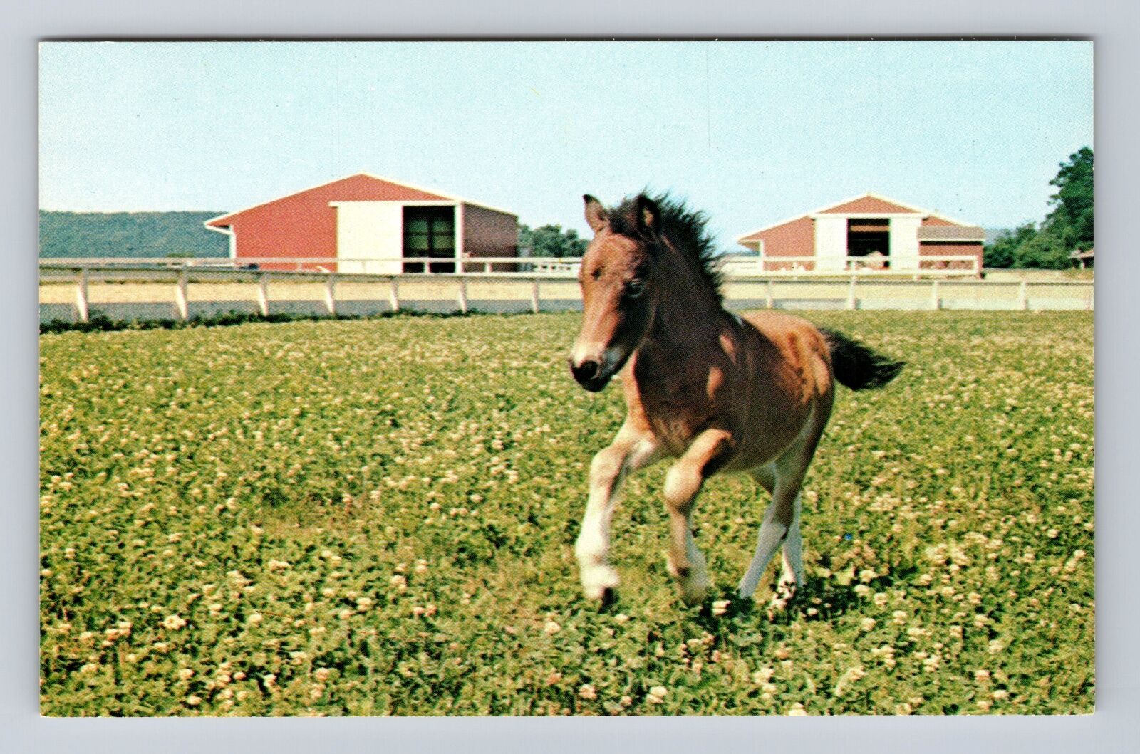 Gettysburg PA-Pennsylvania, Horse Running Miniature Horse Farm Vintage Postcard