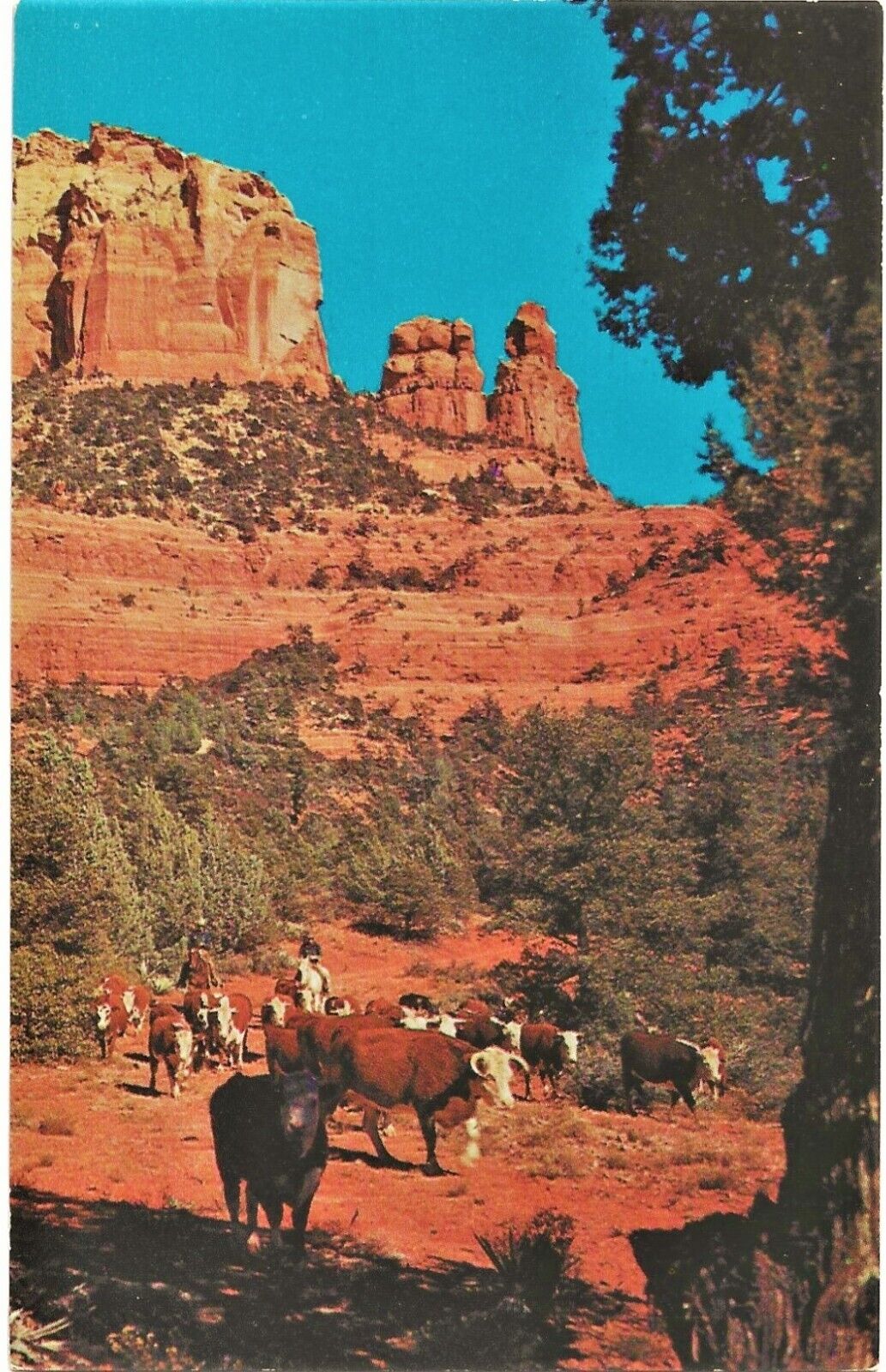 Postcard AZ Oak Creek Canyon Arizona Cattle Country Men Horses Vintage