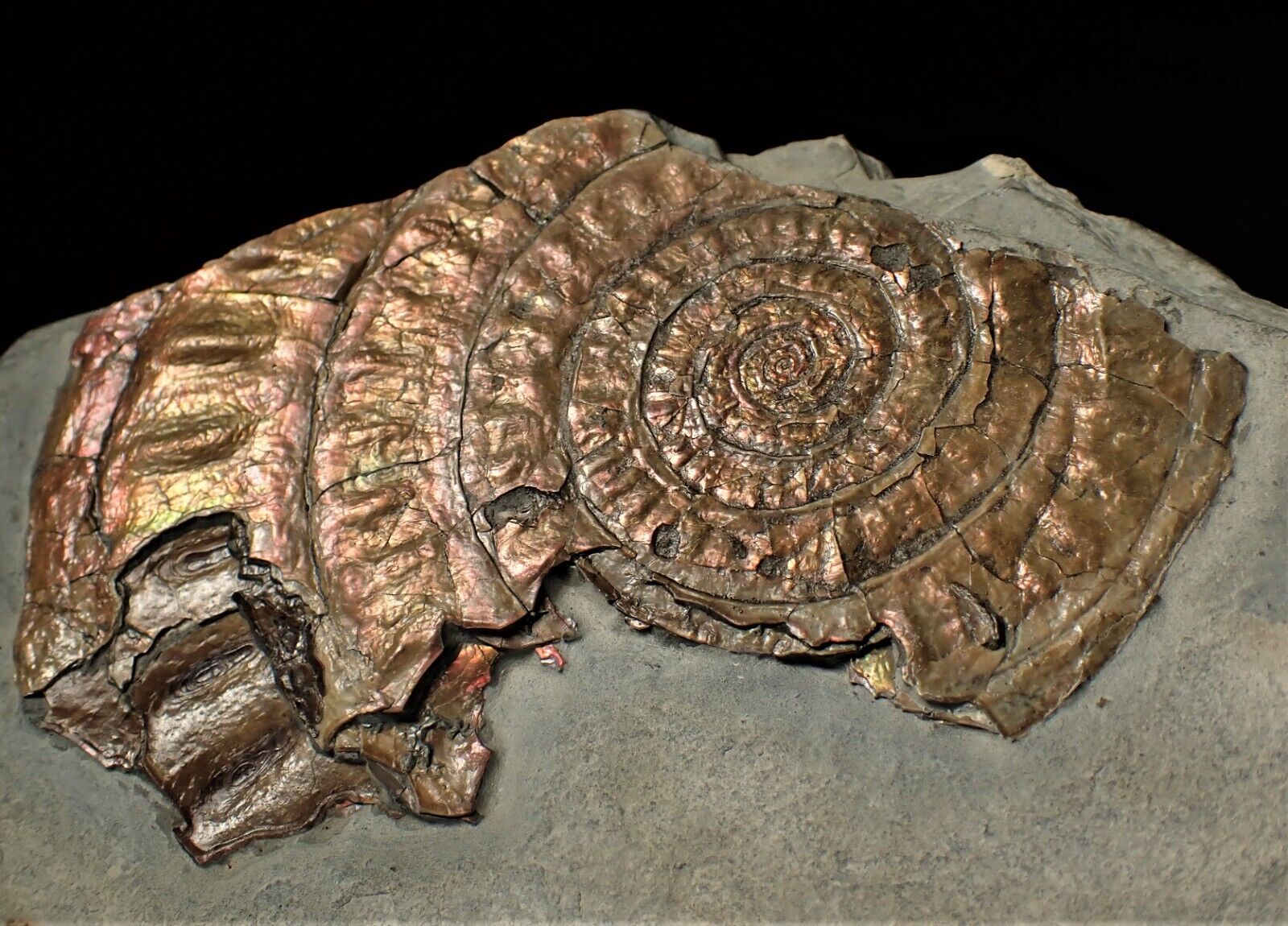 Large copper iridescent Caloceras ammonite fossil display Somerset UK Ammolite