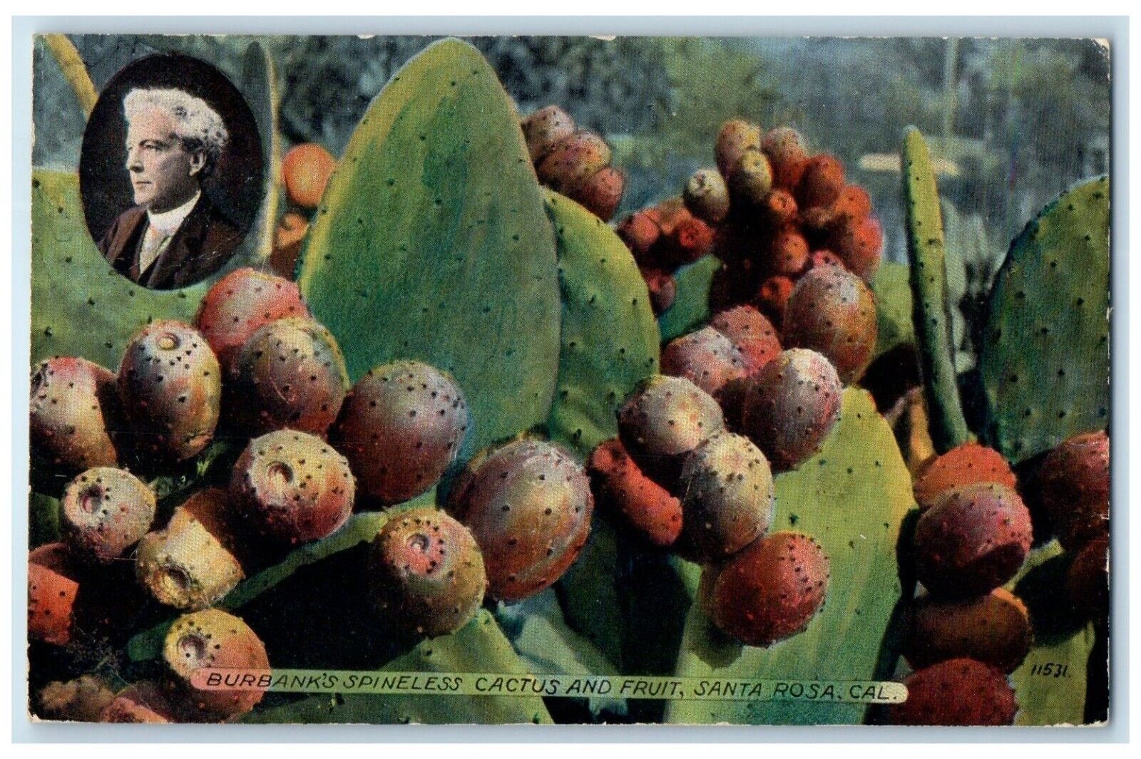 1913 Burbank\'s Spineless Cactus Fruit Santa Rosa California CA Vintage Postcard