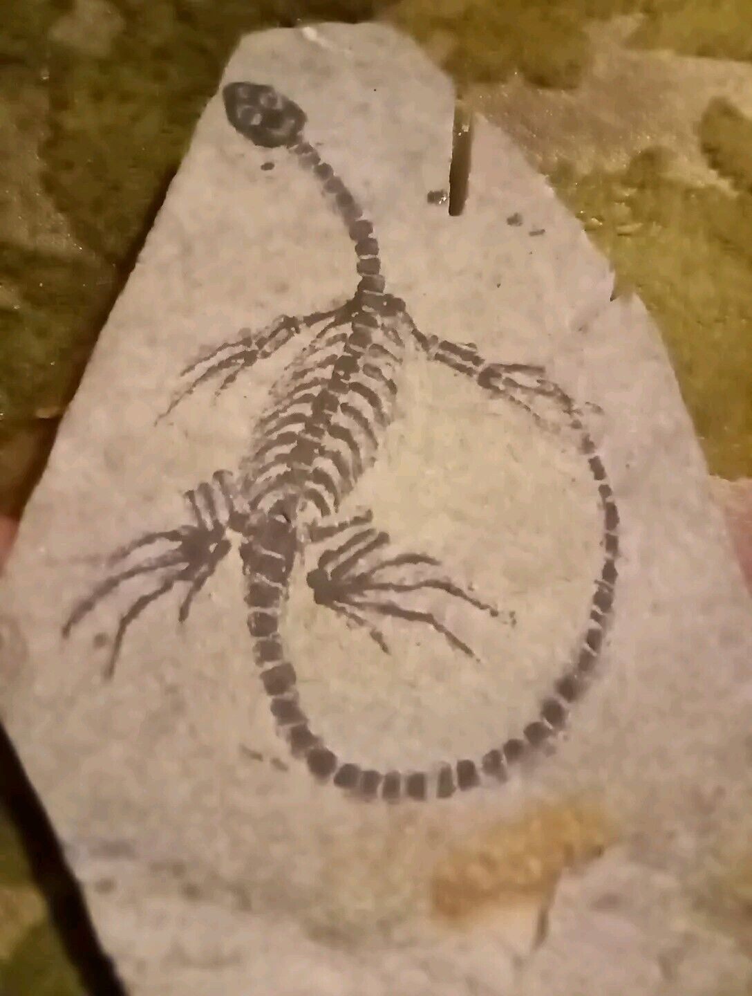 Juvenile Nothosaurus (Real Fossil) Fossil Collection.WorldWideFossil. Strasburg 