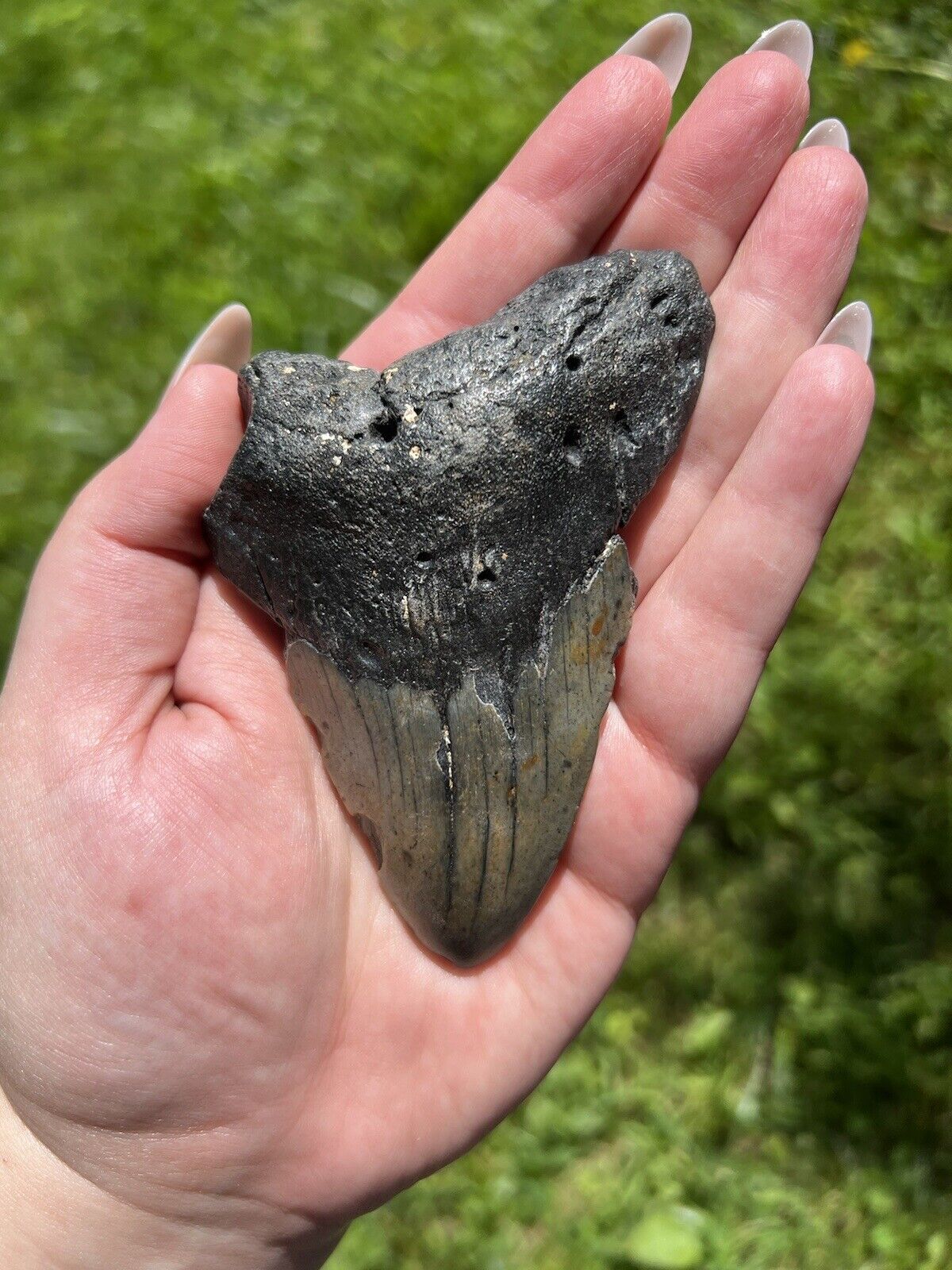 Large Megalodon Shark Tooth- Natural 3.3” Miocene Age Fossilized Shark Tooth