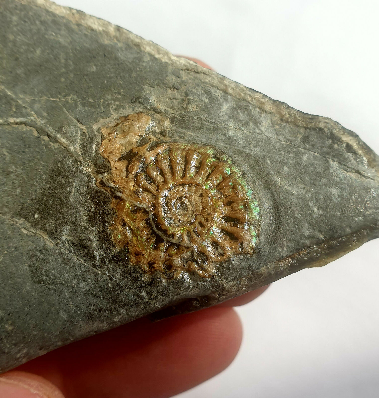  Caloceras johnstoni  Ammonite -Somerset England  5cm Jurassic    