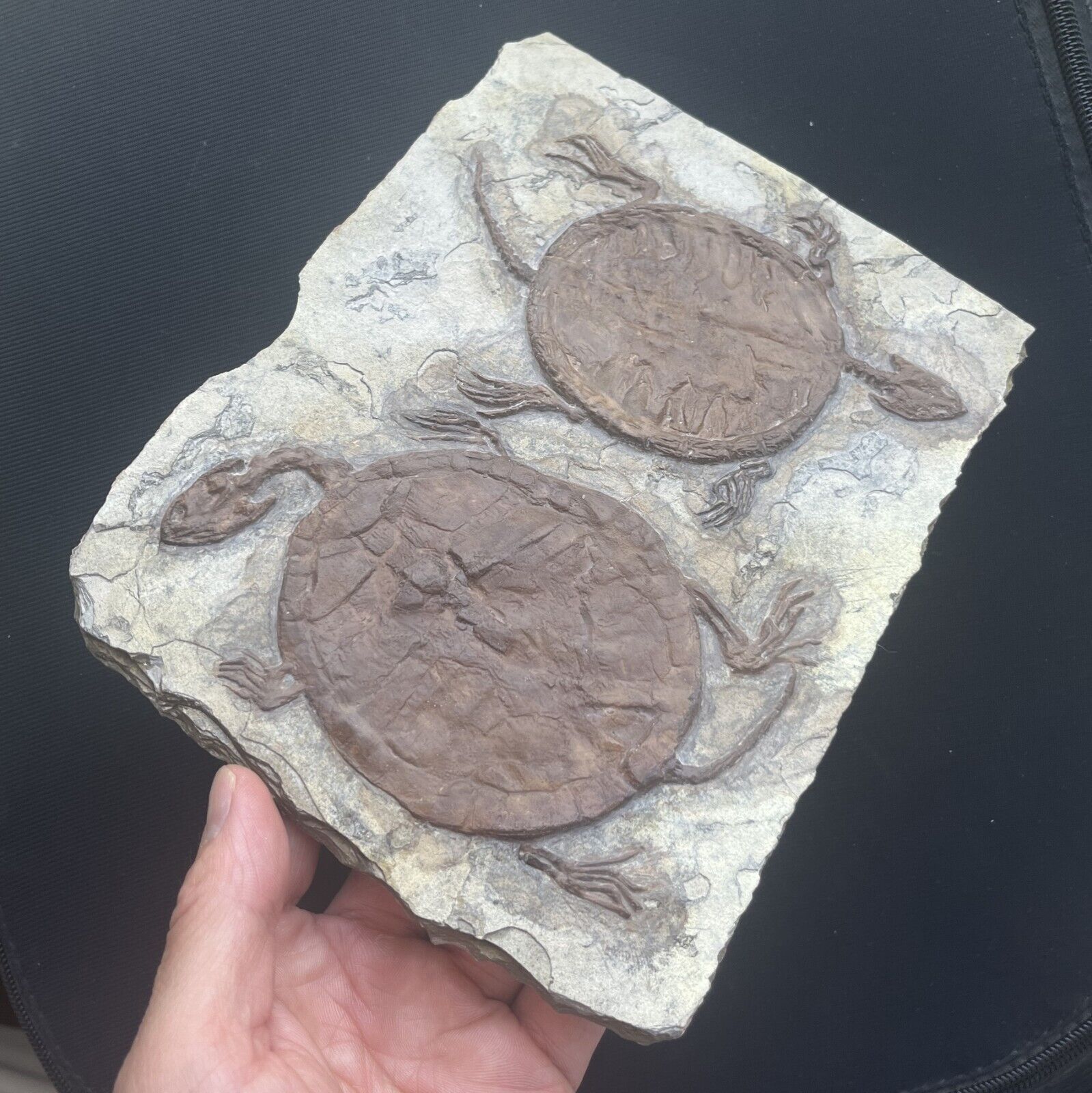 Unique Real Turtle Fossil Rare Chinese Best Triassic Keichousaurus Collection