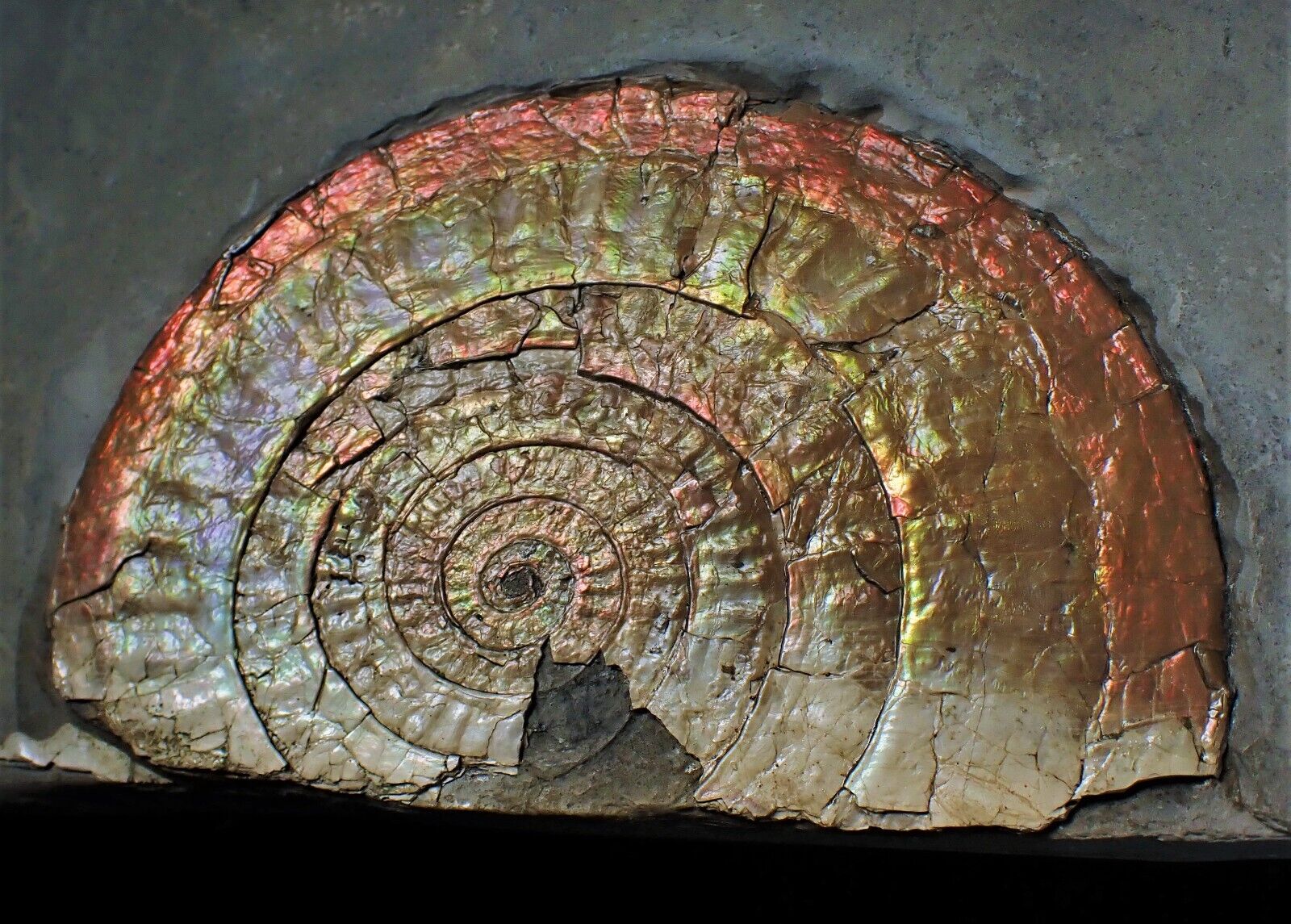 Large copper iridescent Caloceras ammonite fossil display Somerset UK Ammolite