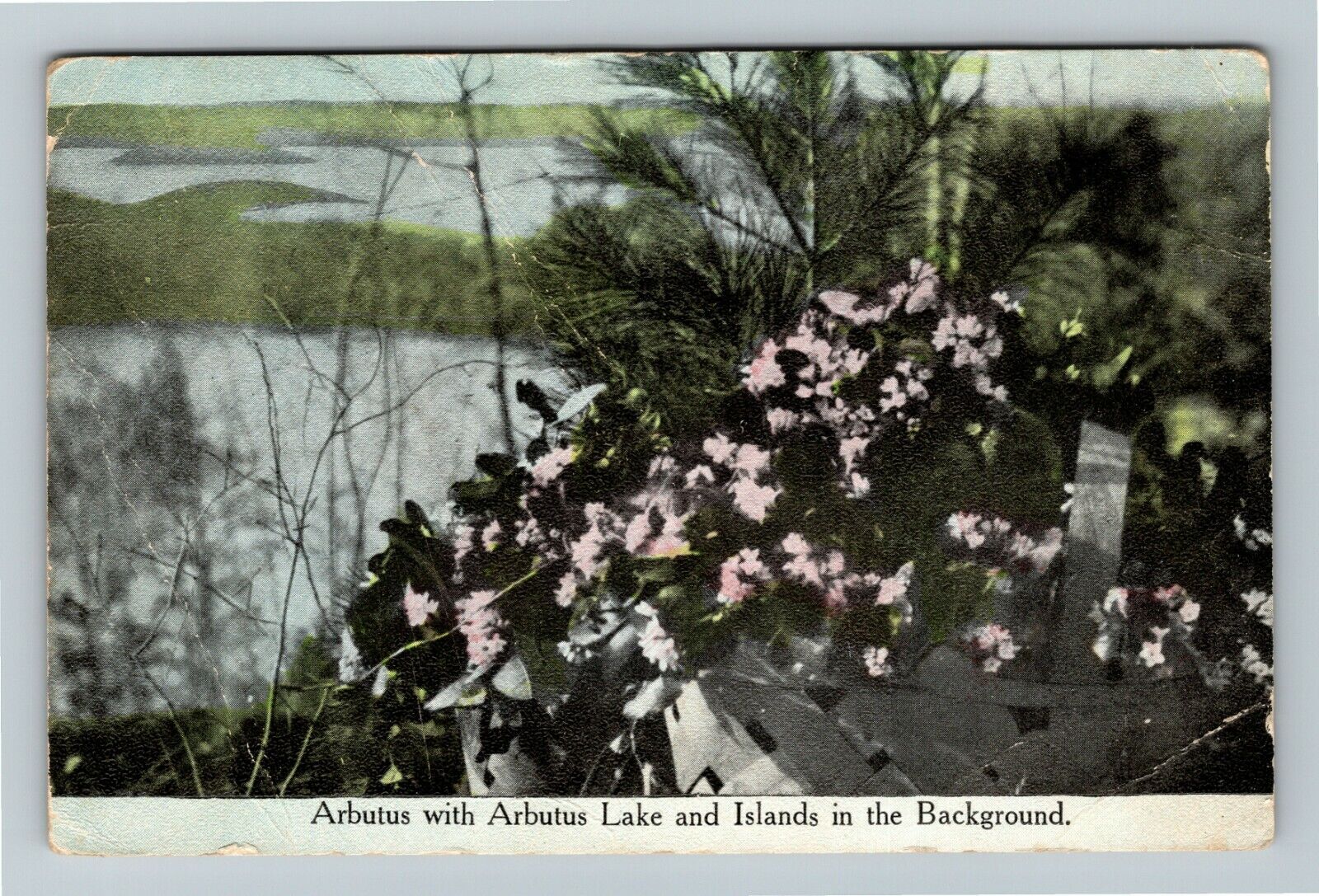Arbutus Lake MI, Arbutus Plant & Lake & Islands, Michigan Vintage Postcard