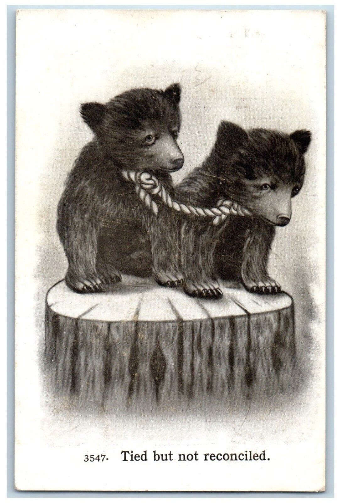 Portland Oregon OR Postcard Tied But Not Reconciled Bear Cubs 1911 Antique