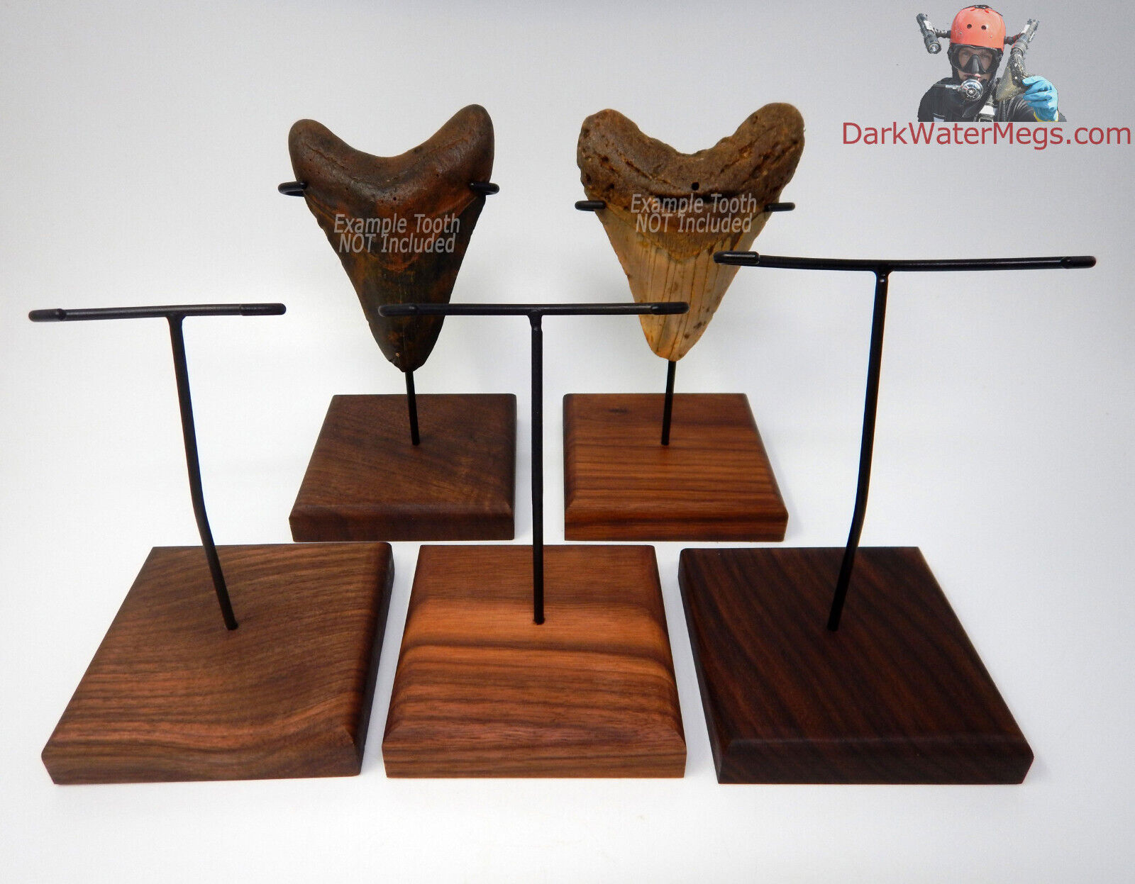 Megalodon Shark Tooth Display Stand XL  - Black Walnut Wood Base - Metal Upright