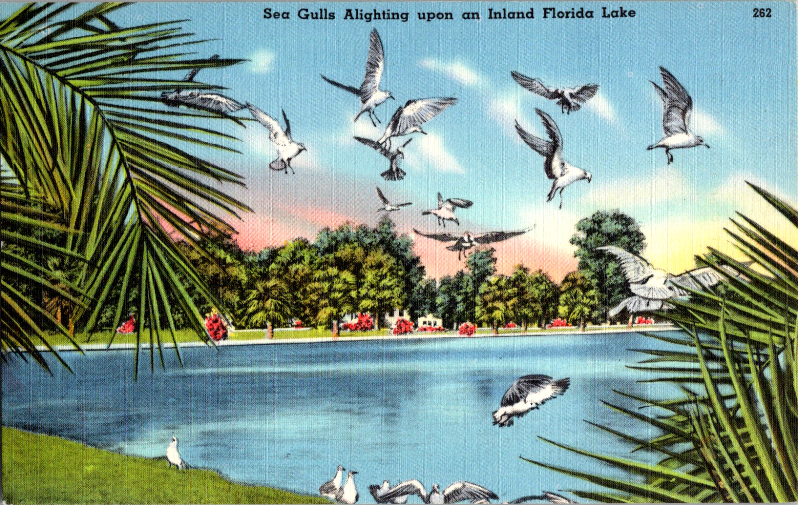 Vintage 1940's Sea Gulls Flying & Landing on an Inland Lake Florida FL Postcard