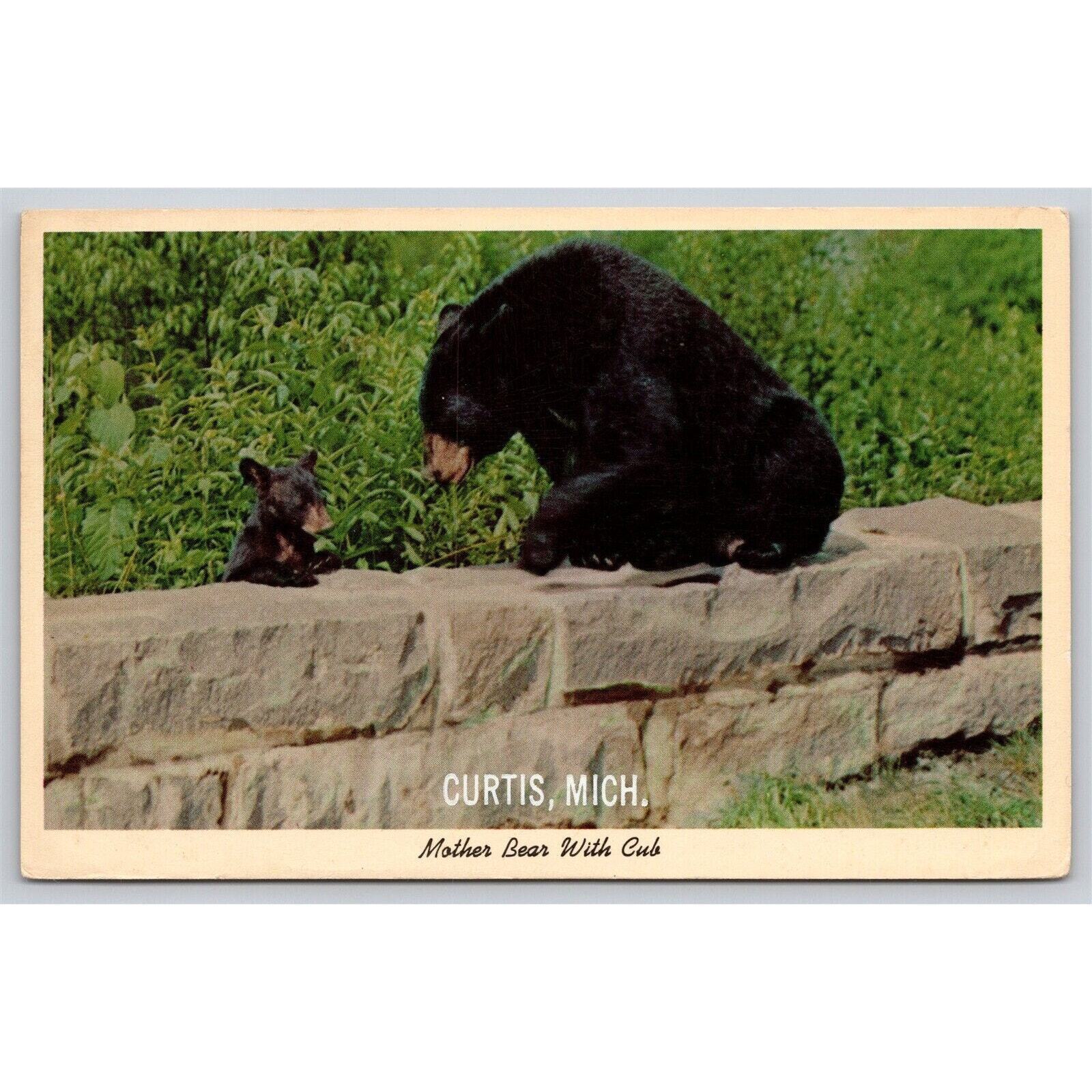 Postcard MI Curtis Mother Bear With Cub