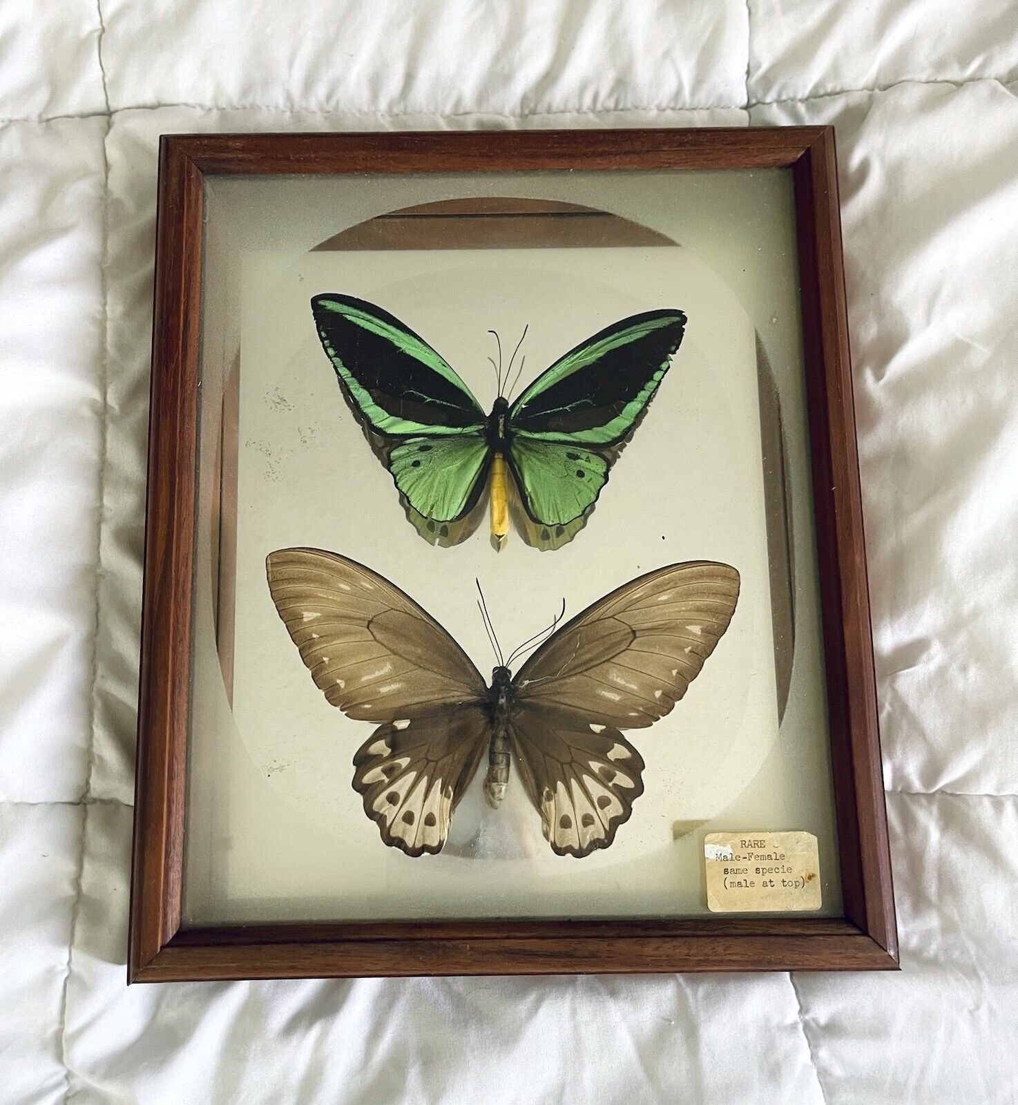 Vintage Real Green& Brown  Birdwing Butterfly (Ornithoptera Posidon) Shadowbox